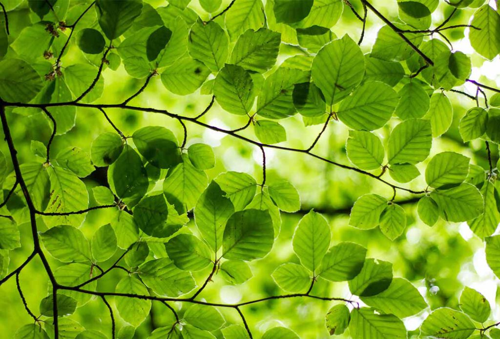 Frische Blätter - Symbolbild für grün