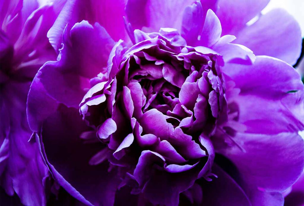 Satt lilafarbene Blüte - Symbolbild für Purpur