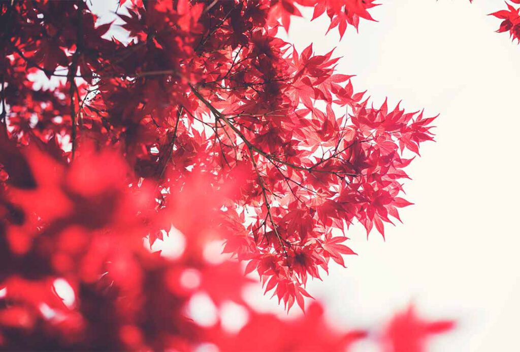 japanische rote Ahornblätter - Symbolbild für rot