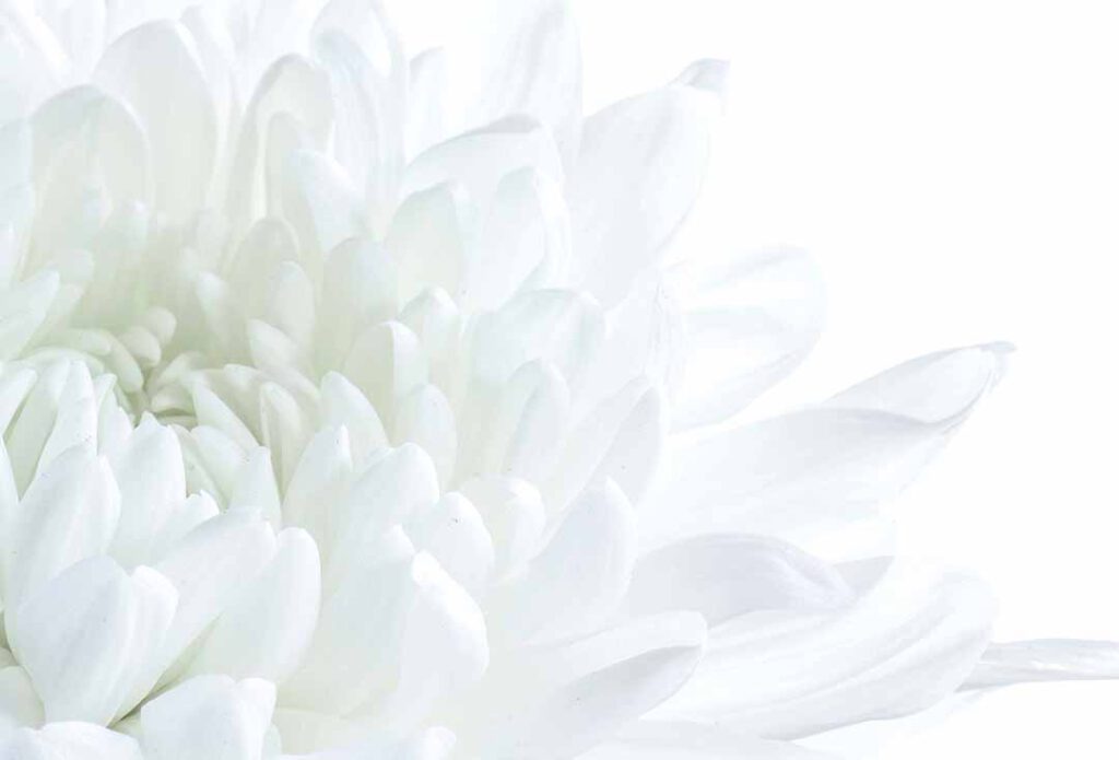 Weiße Blüte vor weißem Hintergrund - Symbolbild für weiß